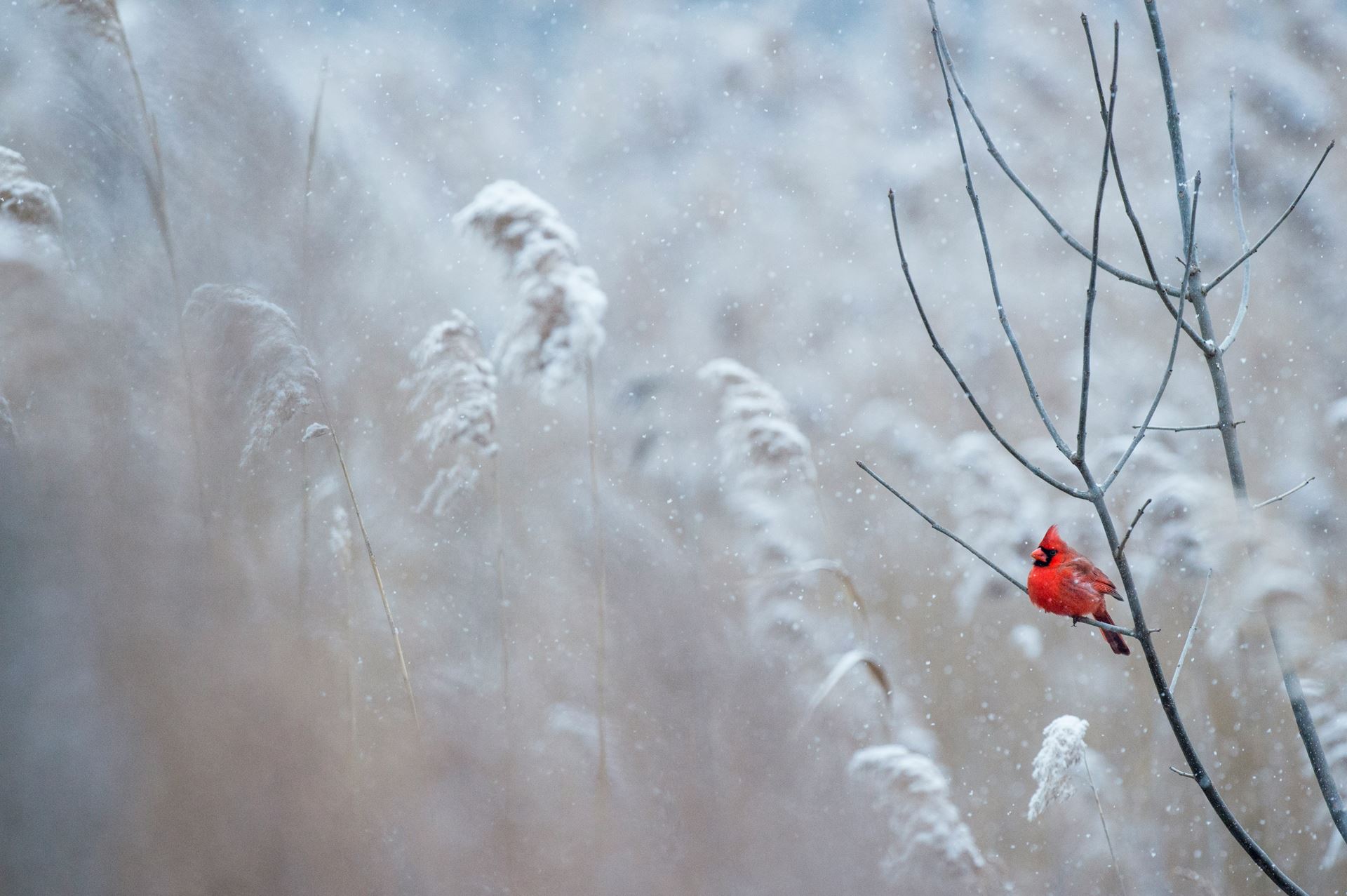 winter